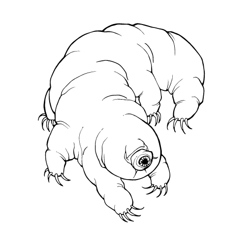 the tardigrade